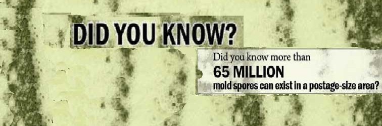 mold mold